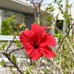 田植えの季節です♪