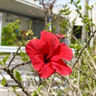 可愛いハイビスカスが咲きました✿-お知らせ