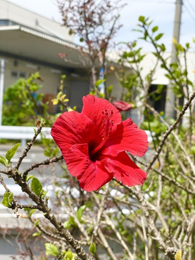 可愛いハイビスカスが咲きました✿-ブログ