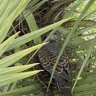 谷電の木に新しい家族?キジバトの巣を見つけました!