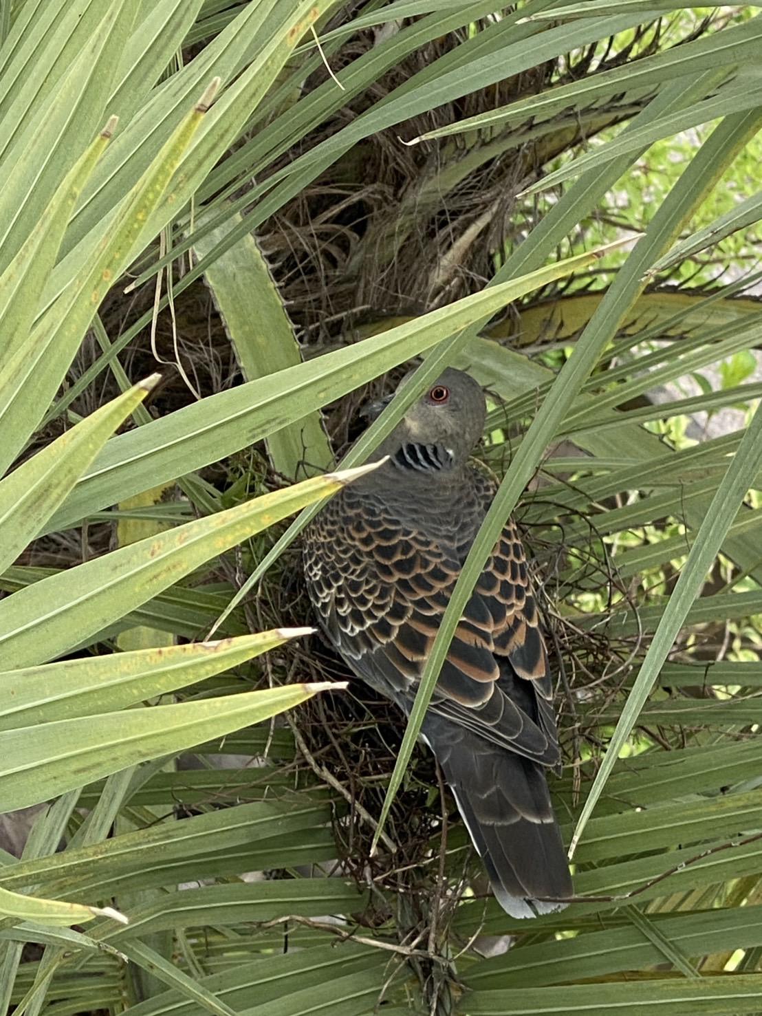 谷電の木に新しい家族?キジバトの巣を見つけました! ブログ