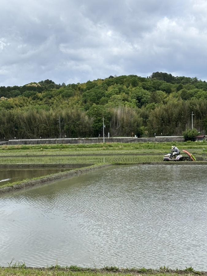 田植えの季節です♪-ブログ