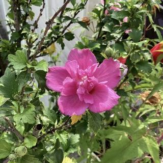 ムクゲのお花が綺麗です✿-ブログ