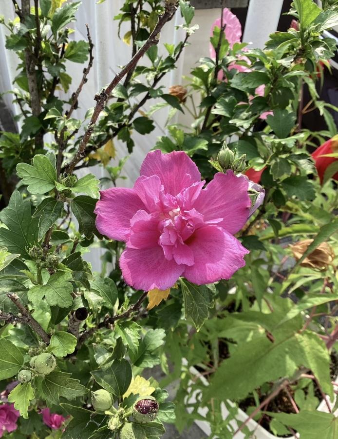 ムクゲのお花が綺麗です✿-お知らせ