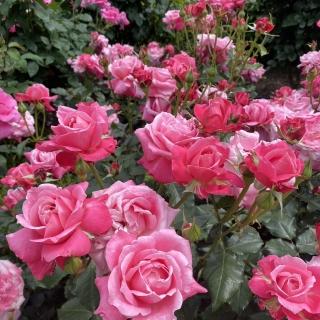 素敵な薔薇が見頃です♪