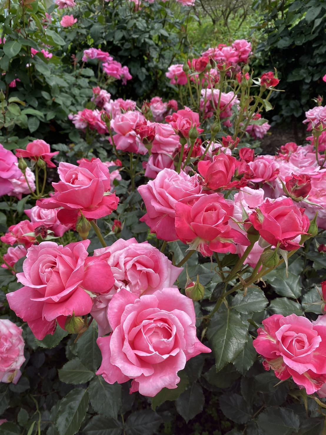 素敵な薔薇が見頃です♪ ブログ